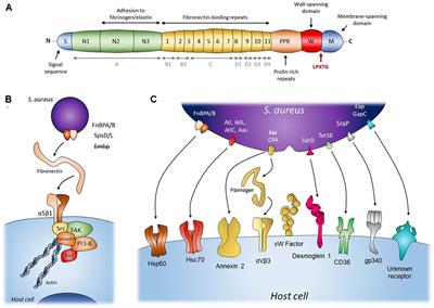 Staphylococcal Adhesion and Host Cell Invasion: Fibronectin-Binding and Other Mechanisms